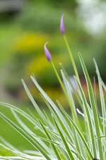 Tulbaghia violacea variegated (Society garlic) - Marginal Pond Plants - MP117