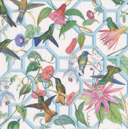 Hummingbird trellis caspari - hummingbird,