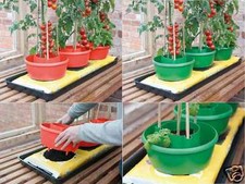 Garden tomatoes tomato - tomatoes, bean