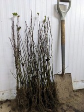 25 Hawthorn Hedge Plants 18-24