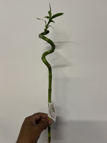 Spiral lucky bamboo plant - spiral,