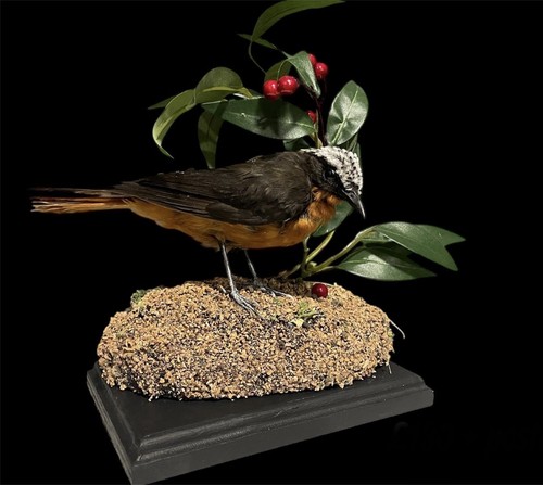 Rare taxidermy white crowned - taxidermy, white-crowned