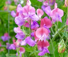 25x Pink Dwarf Sweet Pea Cupid