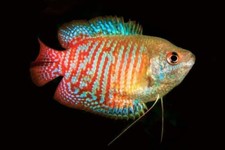 Dwarf Gourami Live Freshwater