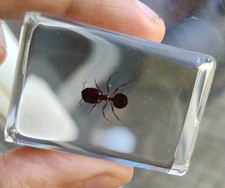 Real RED FIRE ANT Bug Insect Preserved in Resin Paperweight Animal Taxidermy