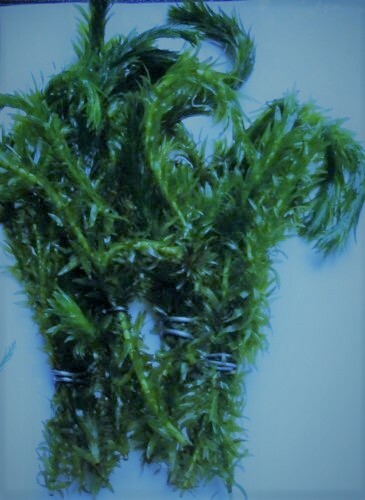 Elodea densa live - live, aquarium
