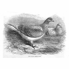 BIRDS The Antwerp Carrier