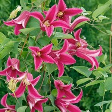 Clematis 'Princess Diana' | Deciduous Perennial Climbing Garden Plant in Pot