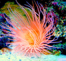Orange Tube Anemone Coral Reef