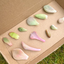 Mixed Succulent collection cut leaves for propagation propagating Rare Korean