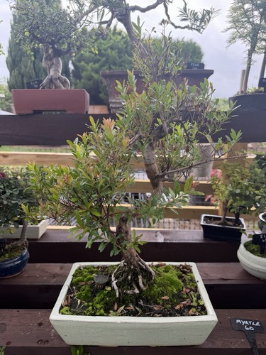 Myrtle bonsai tree outdoor - myrtle,