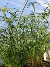 Cyperus alternifolius papyrus - cyperus,