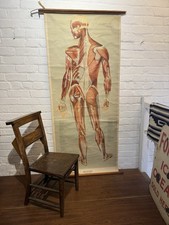Life Size Human Anatomy Muscles Poster, Adam Rouilly Vintage Medical Science