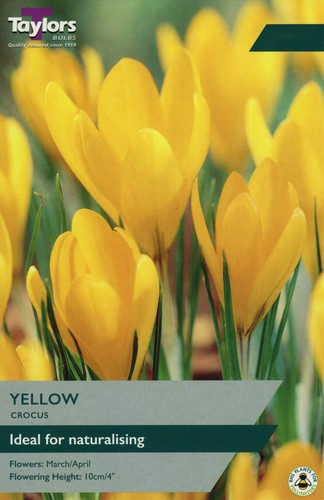 Taylors bulbs crocus yellow - taylors,