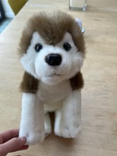 Lapland Hunaja Husky Wolf
