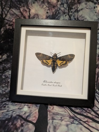 Deaths head hawkmoth - deaths-head,