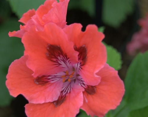 Regal pelargoniums - 3,