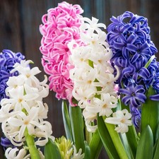Hyacinth Carnival Bulb Trio in