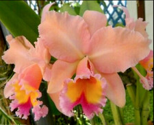 Blc. George King 'Serendipity'