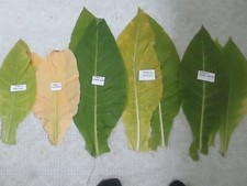 TOBACCO  AMBER LEAF  25O SEEDS