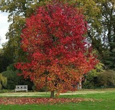 Liquidambar styraciflua