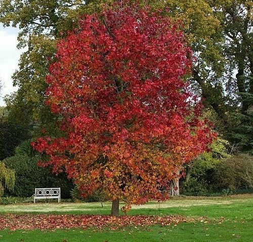 Liquidambar styraciflua