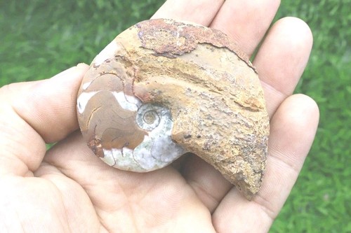 Inch manticoceras - 2.3,