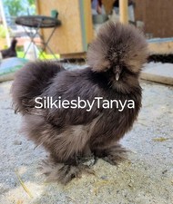 12 Fertile Silkie Chicken