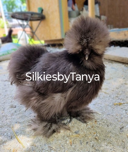 Fertile silkie chicken - 12,