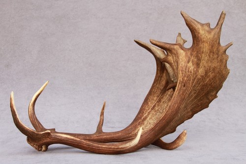 Naturally shed set fallow - shed,