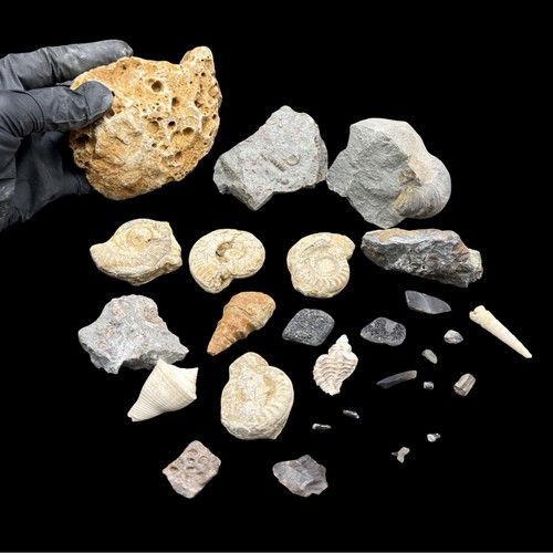 1kg british fossil mix - british, 27
