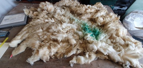 Raw sheep fleece spinning - sheep,