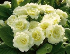 Double Primrose Primula