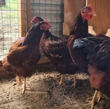 Rhode Island Red Eggs For