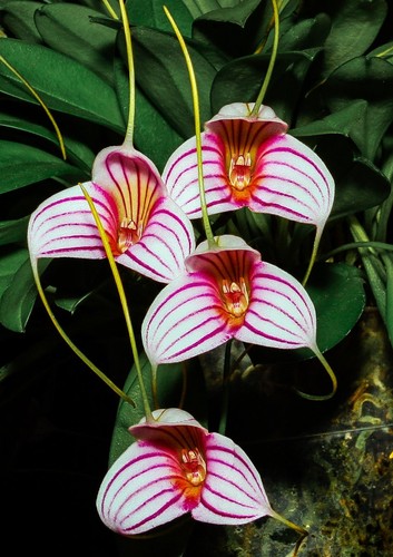 Masdevallia peppermint rock - masdevallia,