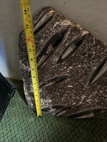 Large polished orthoceras - large,
