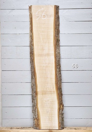 Maple live edge - live, x