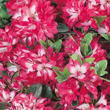Azalea Izum-no-mai Plant | Evergreen Flowering Outdoor Garden Shrub 1L Pot