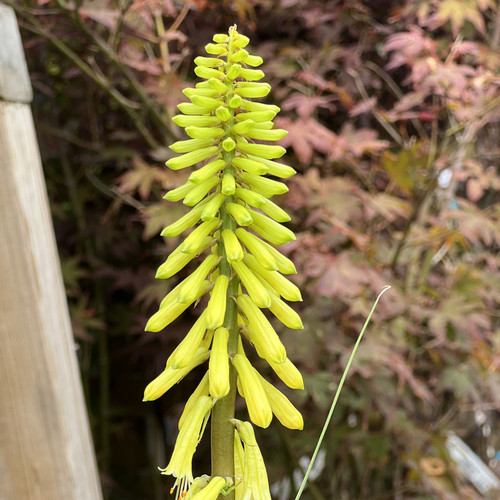 Kniphofia lemon popsicle - kniphofia,
