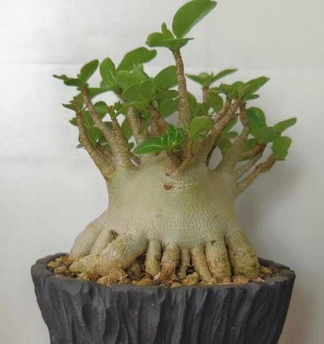 Adenium obesum wysiwyg garden - adenium,