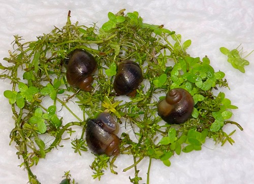 Juvenile mystery snails - juvenile,