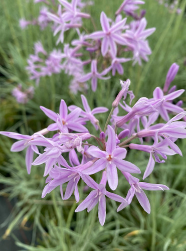 Tulbaghia silver lace - -, 9cm