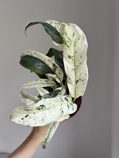 Rhaphidophora puberula 'Variegata' - 12cm diameter rare plant