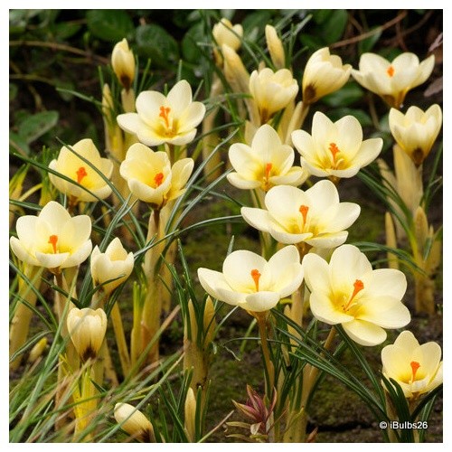 Crocus cream - crocus, (species)