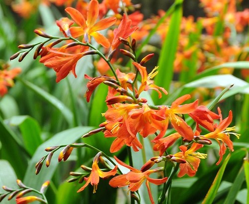 Crocosmia crocosmiiflora - crocosmia, x