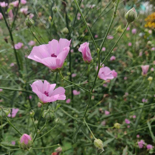 Althaea cannabina hemp leaved - cannabina., hemp-leaved