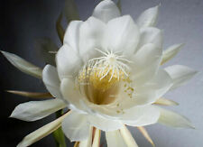 EPIPHYLLUM White Orchid Cactus