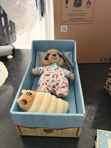 Compare the meerkat sleepy - the,