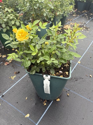 Miniature patio rose plant - patio,