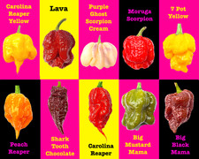 Worlds HOTTEST Chilli - 100